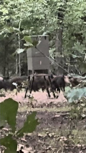 Big Woods Hog Ambush