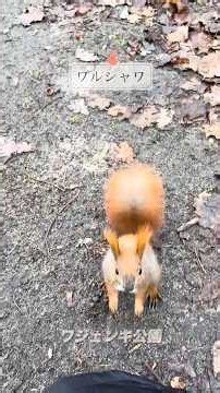 【ポーランドショート⑪】ワルシャワでリスと触れあえる公園