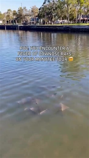 That’s right, a FEVER of rays spotted in Tarpon Springs! 🤯 A fever is a large gathering of many Cownose Rays swimming together in a group! They usually assemble together for migrations or for mating! 🔗 in bio! 📍Get Up and Go Kayaking- Tarpon Springs #wildlifeencounter #stingray #tarponsprings #clearkayak #ecotourism