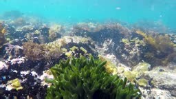 Dead man's fingers, scientifically known as Codium, is a type of...