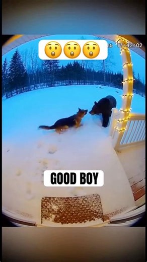 Dog Saves Family From Black Bear😱#shorts