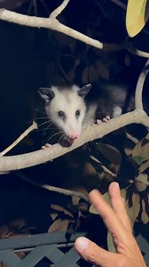 Igor Djenge on Reels