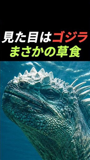 【Marine Iguana】Looks like Godzilla, but is surprisingly a herbivorous lizard #shorts #amazing #fu...
