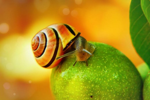 9 Snail Spiritual Meanings in The House: Good or Bad Luck?