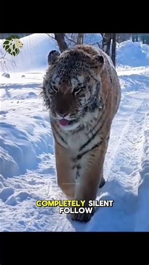 Ghost of the Snow: Siberian Tiger