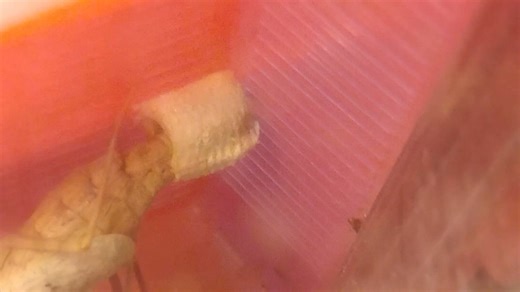 My Mantis is laying eggs | Jason Scott