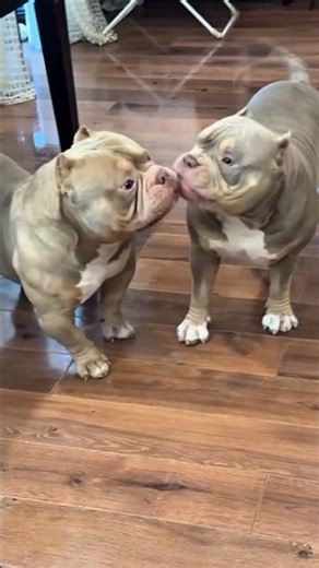 Transformation of dog's 🐕‍🦺 #viral #trending #shorts #reels #ytshorts #explorepage #fyp