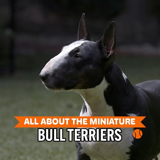 What's Special About The Mini Bull Terrier? | Dogumentary TV