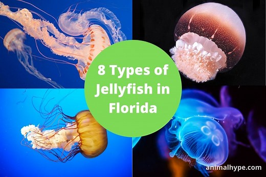 8 Types of Jellyfish in Florida (With Pictures and Videos) - Animal Hype