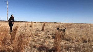 Finn is back in the field after his formal #whoatraining and is doing a #greatjob holding #steady on his birds and #retrieving them! He just wanted to show off his #retrieve to #katthedogtrainer before bringing it back to #lemenmade! #pudelpointer #steadyasshegoes #onpoint #retriever #goodretriever Standing Stone Kennels | Standing Stone Kennels