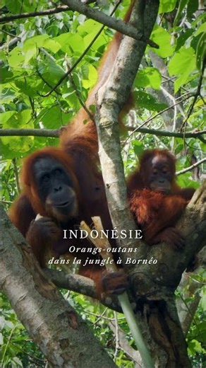 🇮🇩 Immersion sonore en Indonésie - Orangs-outans dans la jungle à Bornéo