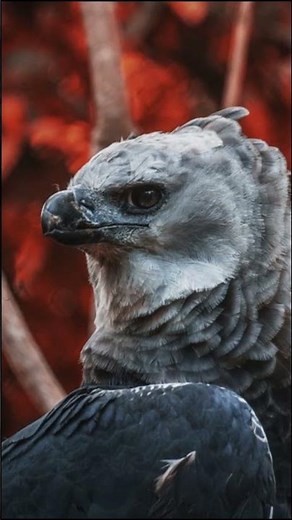 🦅 Harpy Eagle#HarpyEagle#HarpiaHarpyja
