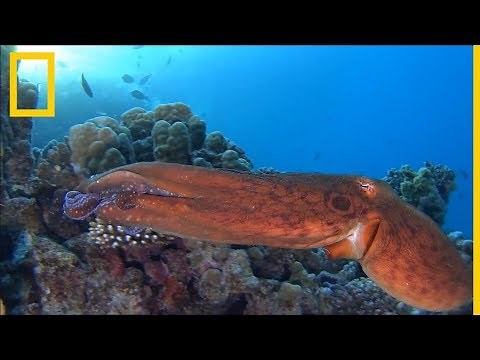 Los pulpos se aparean con un "brazo sexual" especial | National Geographic en Español