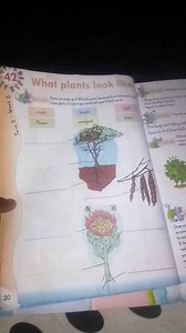 What plants look like?Plants are made up of different parts. ... | Filo
