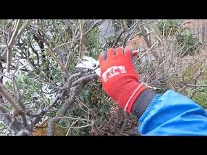 Plum pruning ② (Fall)