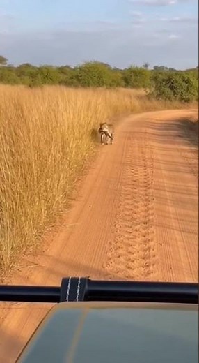Leopard Runs Across Safari Road With Prey | Fast Jungle Moment | Animalogy.