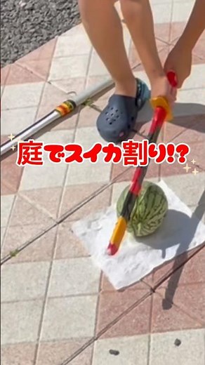今年の夏も庭でスイカ割り！？空中栽培ならコスパも最強🍉 #家庭菜園 #小玉スイカ #空中栽培#北海道 #コスパ最高