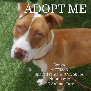 Happy Update: Sonya was adopted (or rescued) 3/31/23 ADOPT SONYA! This sweet and gentle girl has been at OC Animal Care since July 2022. OC Animal Care has banned the public from entering the dog kennels so great dogs like Sonya will never be seen unless someone chooses to meet her from an online photo. (Sonya's online photo is terrible.) Sonya has managed to survive the stresses of shelter life without getting herself killed. She is friendly with staff and gets along with other dogs. There must