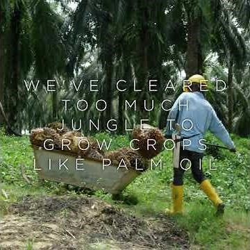 Demand Sustainable Palm Oil