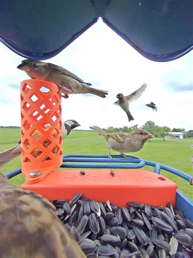 You Been Here 4 Hour! | Bird Feeder Tweet & Eat Drama #shorts #birds