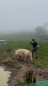 ‍ on Instagram: "+petite présentation de l’élevage porc  #agriculture #elevage #pleinair #cochon #bio #filleagricultrice #porcelet #truie"