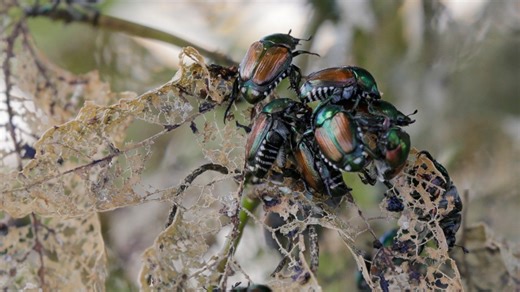 Invasive beetles may be in your garden. Here's how to get rid of them.