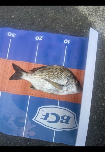 Sad Story of the Fish Hooked in the Brain