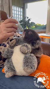 1300KOALAZ' Daniel is growing well, thanks in part to his formula feeds. The little guy is finally down to 4 feeds a day much to the relief of his carer who until now has been having to do a fifth feed in the wee early hours whilst the rest of us are snug in our beds. As you can tell from the video Daniel is rather keen on his milk and it doesn't last long. If you find a sick, injured, orphaned or distressed koala please call 1300KOALAZ for help or advice. #joey #koalas #Koala #cuteanimals #cute