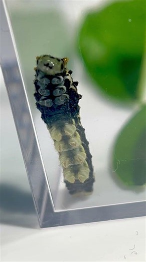 裏側から見る幼虫の💩投げ。#ナミアゲハ #アゲハ蝶