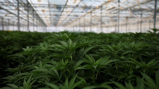 What the marijuana policy shift means for cannabis research | PBS News Hour