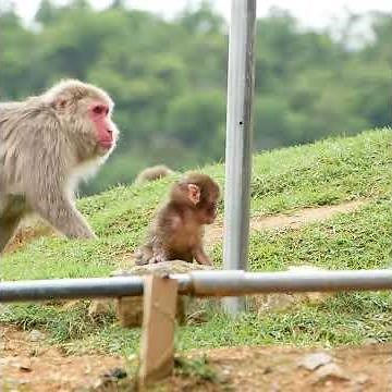 やっぱりかわいいサルの赤ちゃん🐒After all cute monkey baby