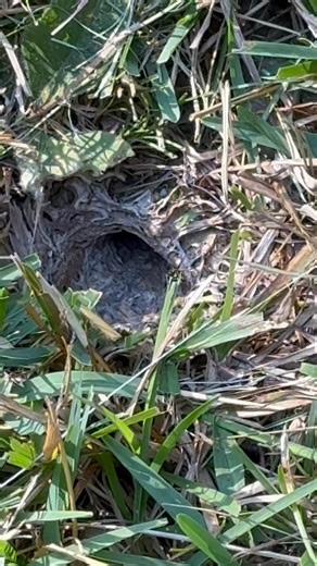 2.6K views |  Yellow Jackets Crashing Your Yard Party? If you’re...