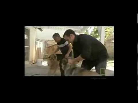 How to handle a Dog fight - Cesar Millan