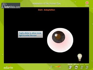 Adaptation Of The Human Eye