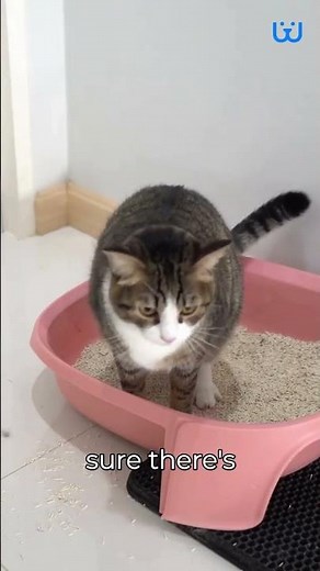 Why Is My Cat Pooping On The Floor| Waggle