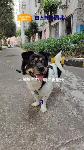 @BARF霸弗官方旗舰店 #神奇复原力在哪里 狗奔向你的喜悦 ~