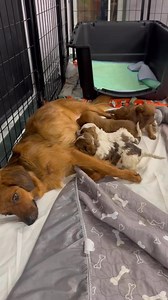 341K views · 14K reactions | The dogs and puppies of Operation...
