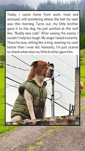 He sat there like a king, wearing my vest better than I ever did. I'm not even mad.........