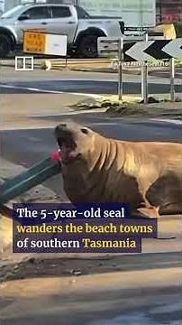 Australia falls for rowdy Neil the Seal