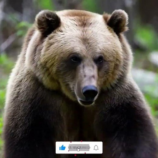 Complete Bear Lifecycle: Mating, Denning, and Giving Birth