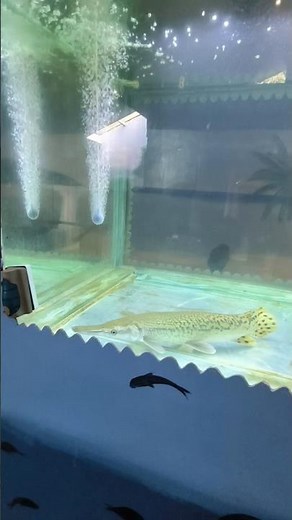 Alligator Gar 🐊🐟