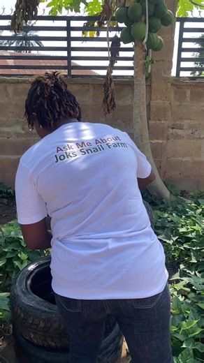 Every successful snail farmer started with the right knowledge. Small space? Small budget? No problem. Snail Farming Reloaded covers it all. . Link in bio to signup now or make a payment of 5,250 to: Alternatively ma , you can make payment to : Account details 1306317629 Joks agro and more Providus bank #jokssnailfarm #snails #snailfarming #onlinetrainings