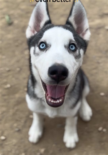 Model Behavior in Huskies: A Cute Showcase