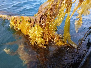 NEW SEAWEED COLLABORATION A FIRST FOR SCOTTISH SEA FARMS