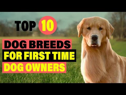 TOP TEN DOG BREEDS FOR FIRST TIME DOG OWNERS