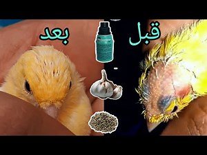 See the result of the recipe presented to you for treating bird feather loss.