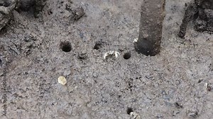 Footage of Horned Ghost Crabs in Mud