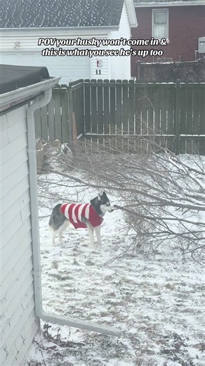 Husky Pulls Out Trees and Branches in Hilarious Stunt