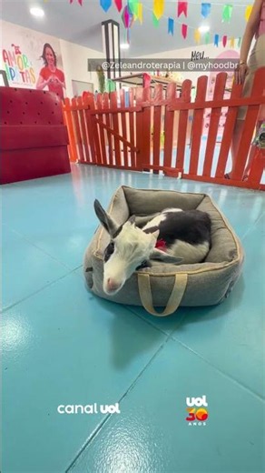 Mini goat catches attention with a funny way of asking for pets
