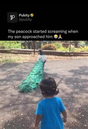 😭 Peacocks scream primarily as a form of communication, especially during mating season and when they sense danger. Male peafowl, like the Indian peafowl, use their loud, high-pitched calls to attract females, establish territory, and warn others of potential threats such as predators or unfamiliar disturbances. These calls can travel long distances, making them effective for signaling across wide areas, which is why they often sound so intense and sudden. (brittanymozo via Collab) #surprise #P